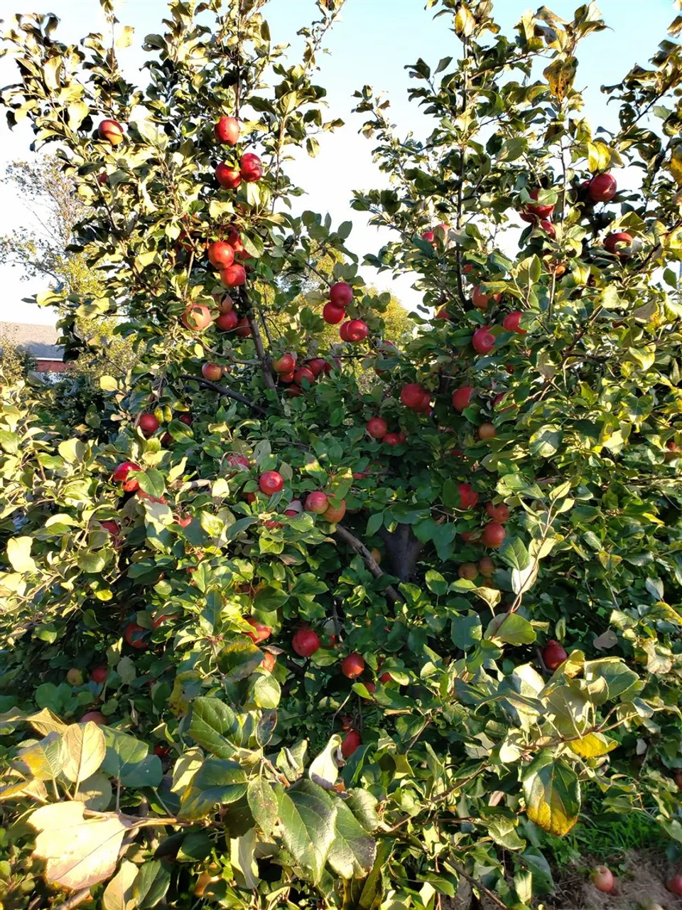 Red apples growing on a sunlit orchard tree