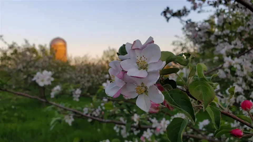 Apple blossoms with the orchard silo in the evening light