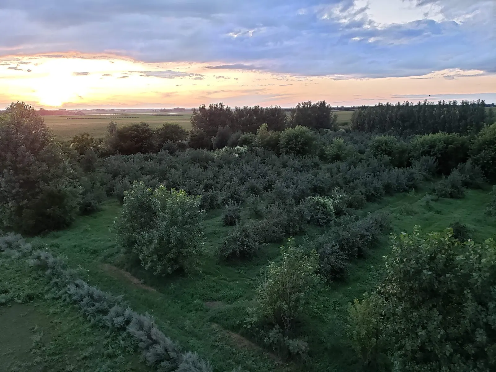Sunset over rows of apple trees at Prairie Blush Orchards